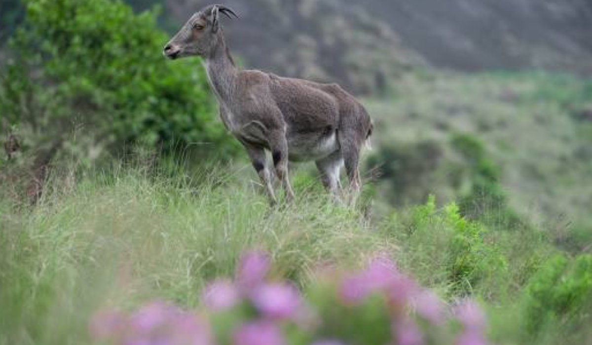 Munnar – Thekkady Gallery-2